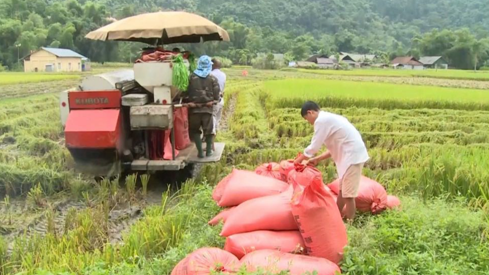 Gi&aacute; l&uacute;a gạo h&ocirc;m nay 17/7/2024: gi&aacute; gạo xuất khẩu giảm. Ảnh minh họa.