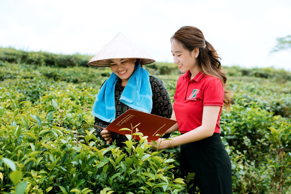 Agribank đồng h&agrave;nh c&ugrave;ng 1 vườn ch&egrave; OCOP Tuy&ecirc;n Quang.