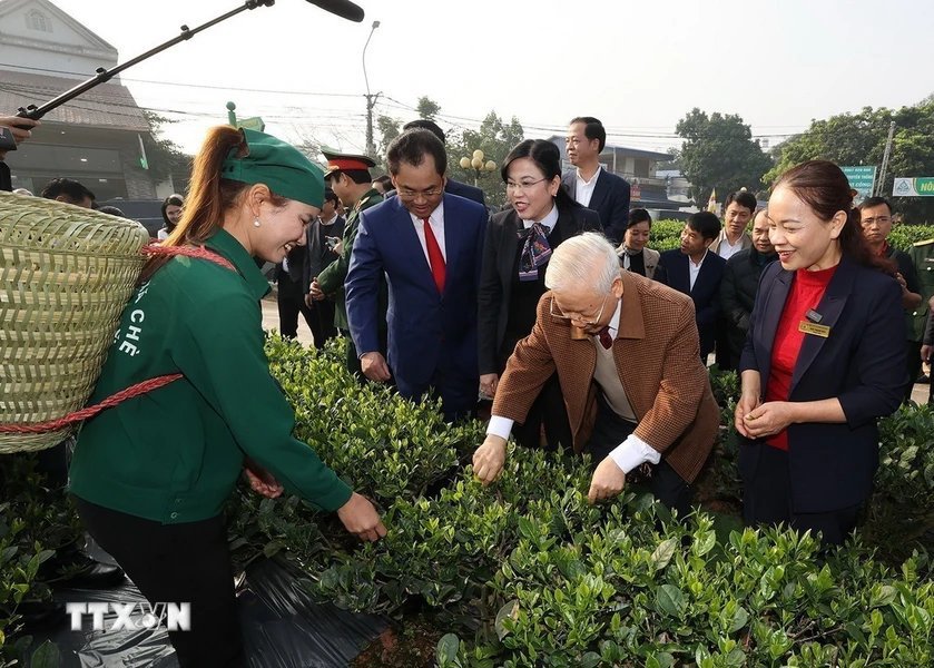 Tổng B&iacute; thư Nguyễn Ph&uacute; Trọng thăm vườn ch&egrave; của Hợp t&aacute;c x&atilde; Hảo Đạt, th&agrave;nh phố Th&aacute;i Nguy&ecirc;n. Ảnh: Tr&iacute; Dũng/TTXVN