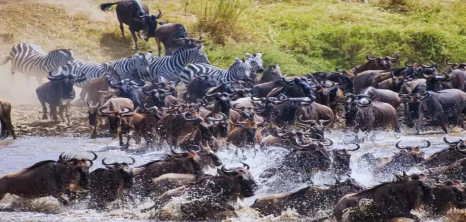 H&agrave;ng triệu động vật c&oacute; v&uacute; sẽ di cư từ đồng cỏ Serengeti ở Tanzania đến đồng cỏ Masai Mara ở Kenya. Ảnh: Getty image