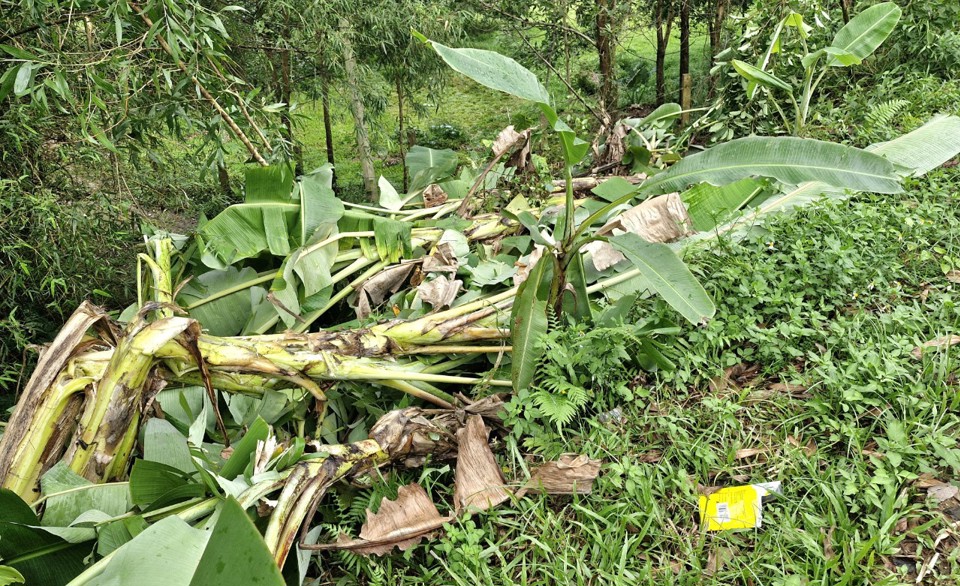 Một số diện t&iacute;ch chuối đang trong thời kỳ thu hoạch quả nhưng do trồng vi phạm h&agrave;nh lang giao th&ocirc;ng n&ecirc;n đ&atilde; được c&aacute;c lực lượng chặt bỏ, kh&ocirc;ng cho ph&aacute;t triển về sau&nbsp;