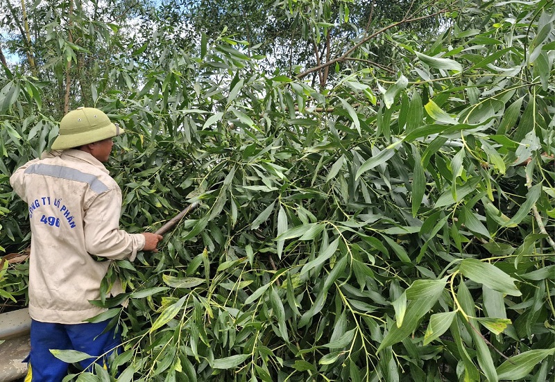 C&acirc;y cối trồng vi phạm h&agrave;nh lang giao th&ocirc;ng chủ yếu l&agrave; keo tr&agrave;m, xoan đ&acirc;u, chuối v&agrave; một số loại c&acirc;y bản địa