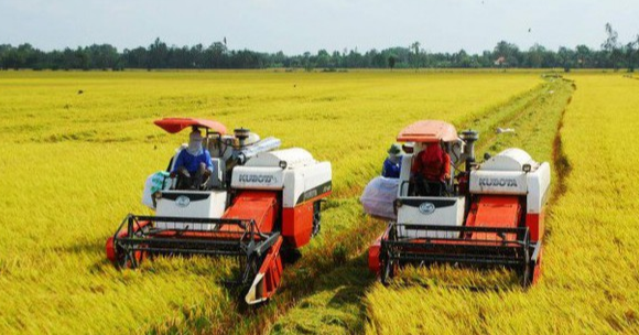 Gi&aacute; l&uacute;a gạo h&ocirc;m nay 20/7/2024: gi&aacute; l&uacute;a giảm mạnh, gi&aacute; gạo xuất khẩu giảm nhẹ. Ảnh minh họa.