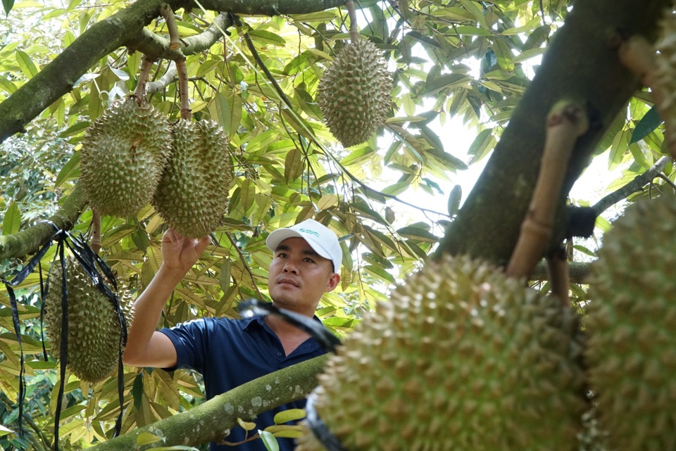 Anh Phan Viết Cường, th&ocirc;n 11, x&atilde; Đắk Wer, huyện Đắk R&rsquo;lấp, tỉnh Đắk N&ocirc;ng vui mừng với vườn sầu ri&ecirc;ng đang cho thu hoạch được gi&aacute;.