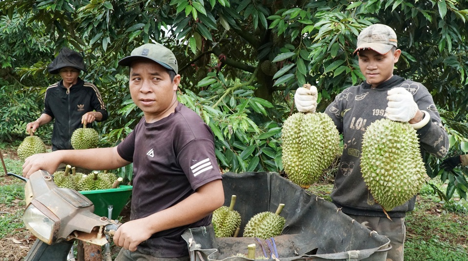 Nhiều thương l&aacute;i đổ về Đắk N&ocirc;ng thu mua sầu ri&ecirc;ng.