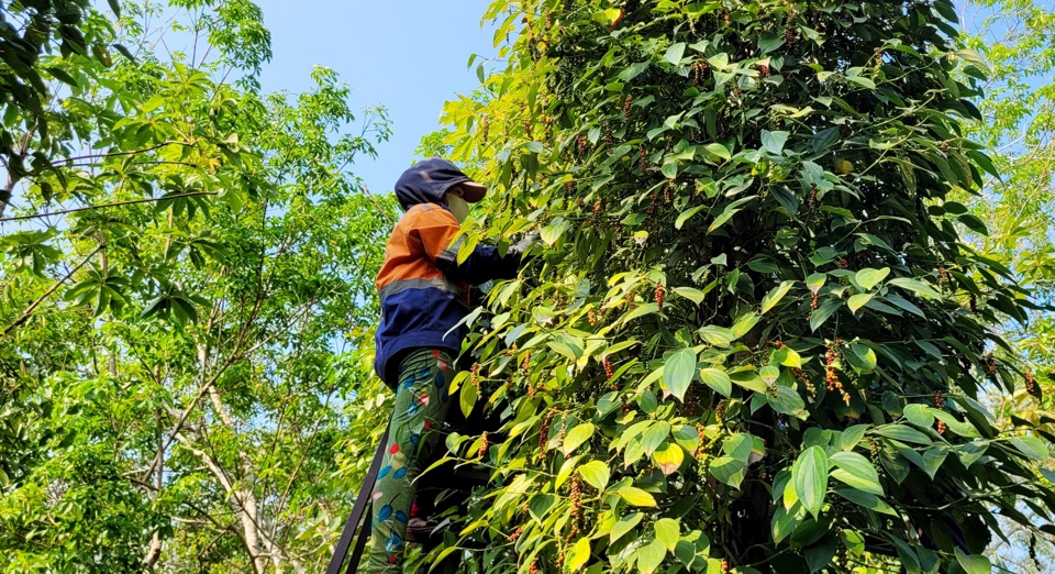 Gi&aacute; ti&ecirc;u h&ocirc;m nay 22/7: chờ đợi c&uacute; h&iacute;ch gi&uacute;p thị trường tăng cuối th&aacute;ng 7/2024 &nbsp;