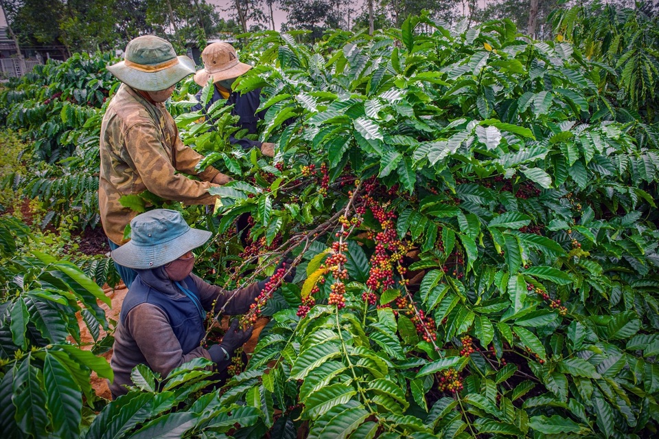 Gi&aacute; c&agrave; ph&ecirc; h&ocirc;m nay 24/7: Robusta giảm cả 100 USD/tấn trong khi tồn kho thấp