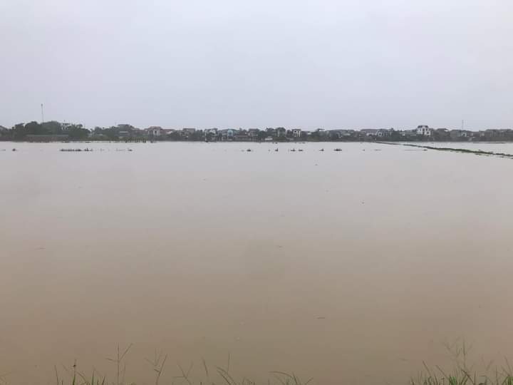 Mưa lớn g&acirc;y ngập &uacute;ng h&agrave;ng trăm ha l&uacute;a, rau, m&agrave;u, c&acirc;y ăn quả tr&ecirc;n địa b&agrave;n huyện Quốc Oai.