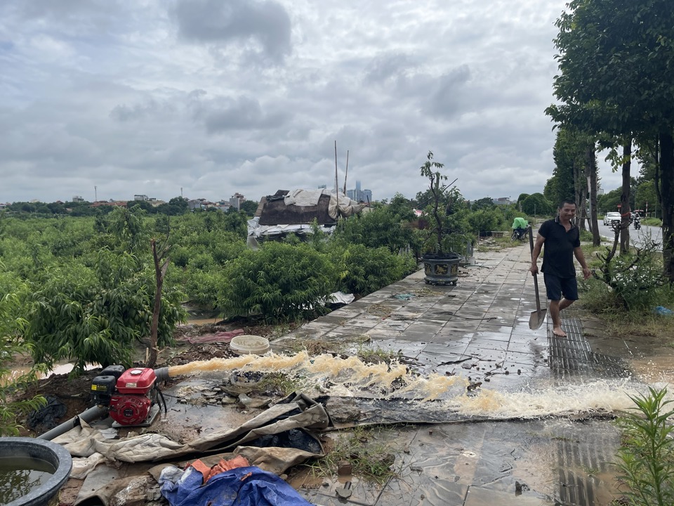 &Ocirc;ng Mười đang d&ugrave;ng m&aacute;y bơm, bơm nước ra đường để ti&ecirc;u &uacute;ng cho diện t&iacute;ch đ&agrave;o.