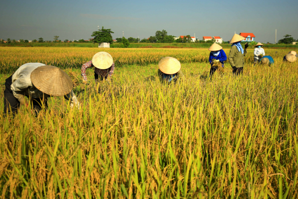 Gi&aacute; l&uacute;a gạo h&ocirc;m nay 24/7/2024: gi&aacute; gạo xuất khẩu giảm mạnh. Ảnh minh họa.