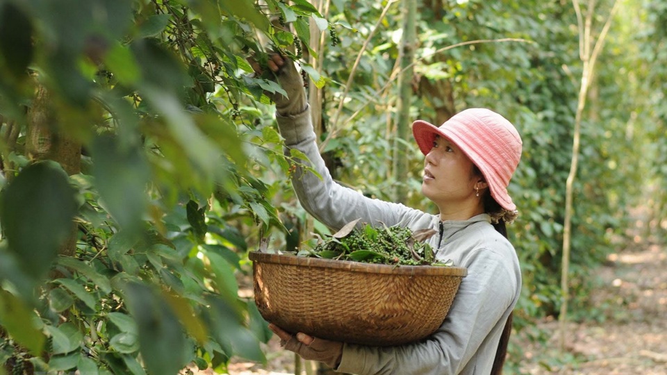 Giá tiêu hôm nay 25/7: nguyên nhân đẩy giá tiêu giảm ở Bà Rịa, Đắk Lắk  