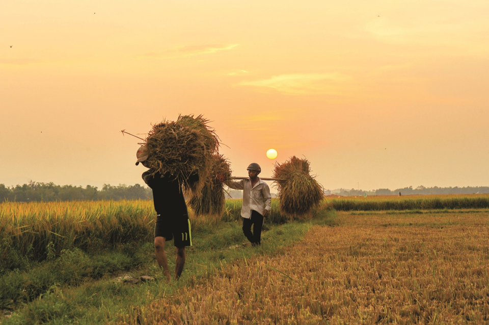 Gi&aacute; l&uacute;a gạo h&ocirc;m nay 25/7/2024: gi&aacute; l&uacute;a tăng nhẹ. Ảnh minh họa.