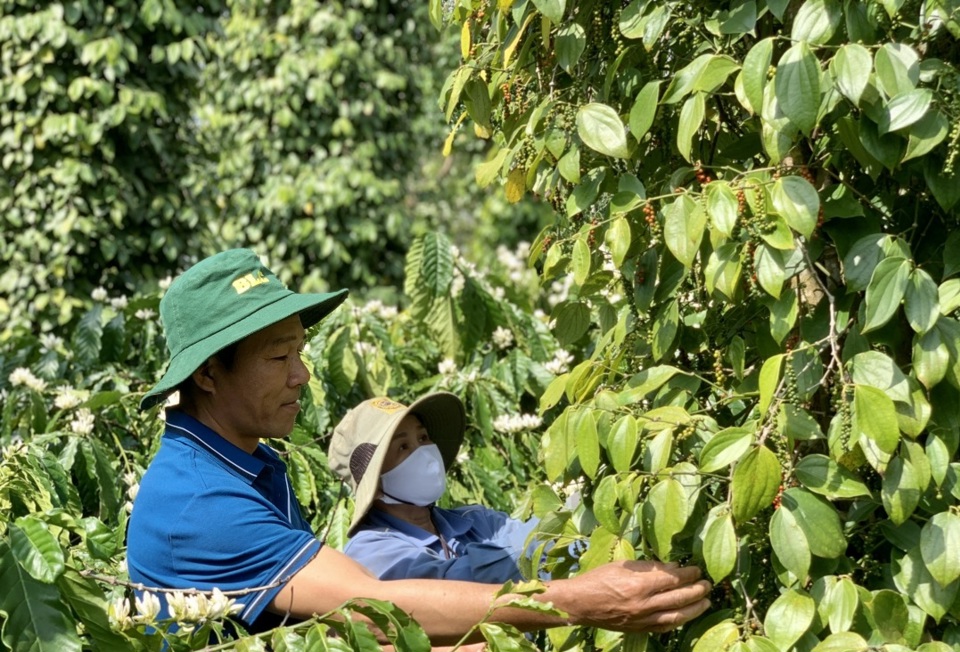 Gi&aacute; ti&ecirc;u h&ocirc;m nay 28/7: tăng 5.000/đồng/kg trong tuần, chờ đợi 2 sự kiện tuần tới