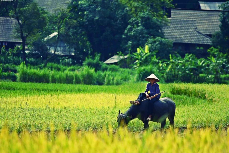 Gi&aacute; l&uacute;a gạo h&ocirc;m nay 28/7/2024: thị trường l&uacute;a gạo c&oacute; xu hướng tăng nhẹ. Ảnh minh họa.