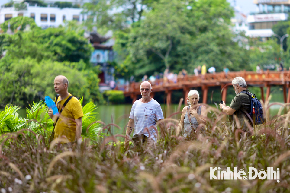 M&agrave;u t&iacute;m hồng l&atilde;ng mạn, tạo n&ecirc;n khung cảnh thơ mộng, kh&aacute;c biệt so với c&aacute;c lo&agrave;i hoa lau thường thấy ở H&agrave; Nội.