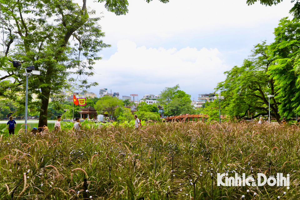 Những thảm cỏ lau t&iacute;m hồng n&agrave;y đang mang đến l&agrave;n gi&oacute; mới cho diện mạo Hồ Ho&agrave;n Kiếm, thu h&uacute;t sự ch&uacute; &yacute; của người d&acirc;n v&agrave; du kh&aacute;ch khi tham quan tại Thủ đ&ocirc;.