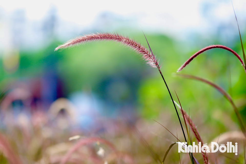 Loại cỏ lau n&agrave;y c&oacute; t&ecirc;n khoa học l&agrave; Pennisetum setaceum 'Purple Majesty', c&oacute; nguồn gốc từ Ch&acirc;u Phi.