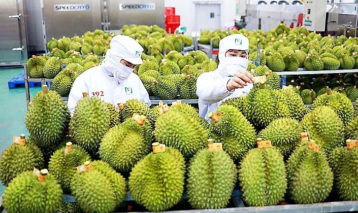 Sầu ri&ecirc;ng l&agrave; mặt h&agrave;ng rau quả xuất khẩu tăng trưởng mạnh nhất từ đầu năm đến nay. Ảnh minh họa