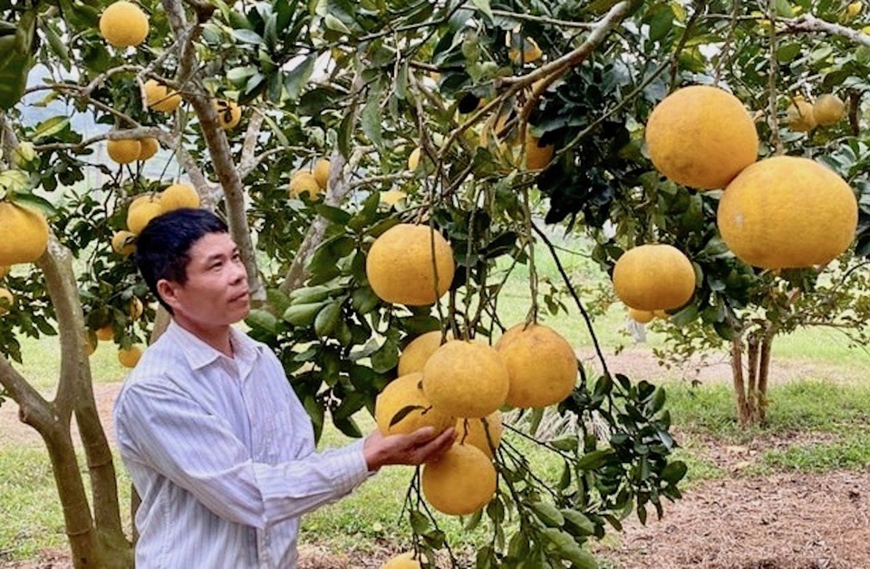 Bưởi l&agrave; loại quả thứ 3 của Việt Nam được cho ph&eacute;p nhập khẩu v&agrave;o H&agrave;n Quốc.