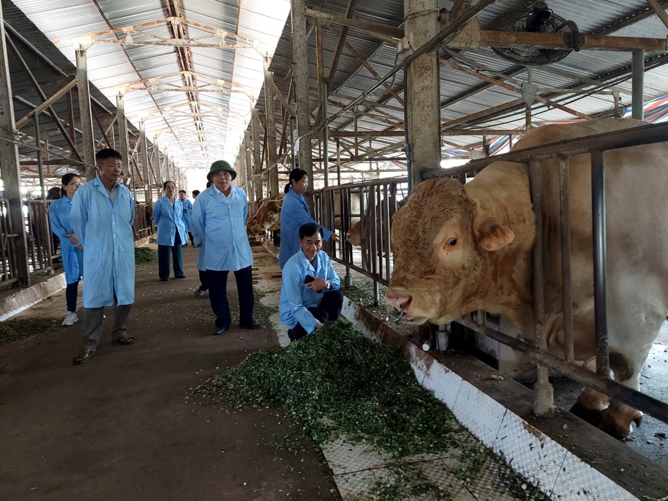 Tổng đ&agrave;n b&ograve; cả nước hiện nay l&agrave;&nbsp;&nbsp;6,23 triệu, h&agrave;ng ng&agrave;y thải ra m&ocirc;i trường một lượng lớn chất thải.