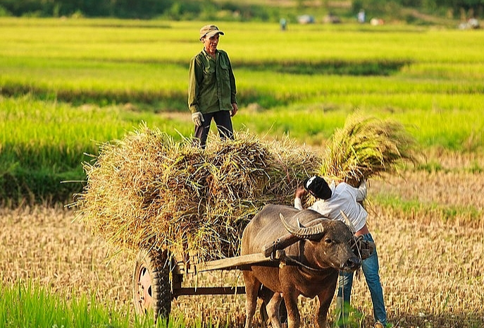 Gi&aacute; l&uacute;a gạo h&ocirc;m nay 1/8/2024: gi&aacute; gạo tiếp đ&agrave; tăng. Ảnh minh họa.