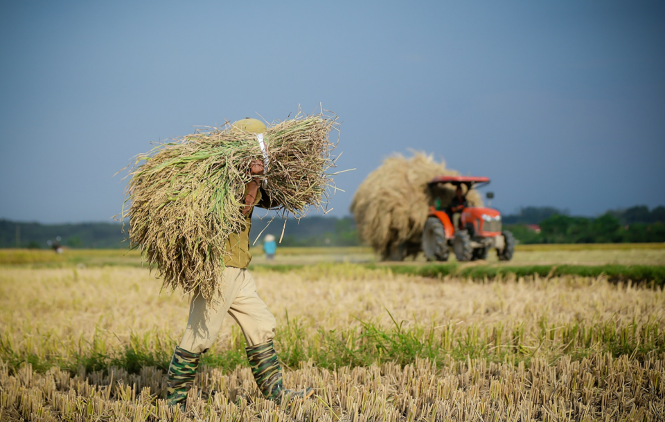 Gi&aacute; l&uacute;a gạo h&ocirc;m nay 2/8/2024: gi&aacute; gạo tăng từ 100 - 250 đồng/kg. Ảnh minh họa.