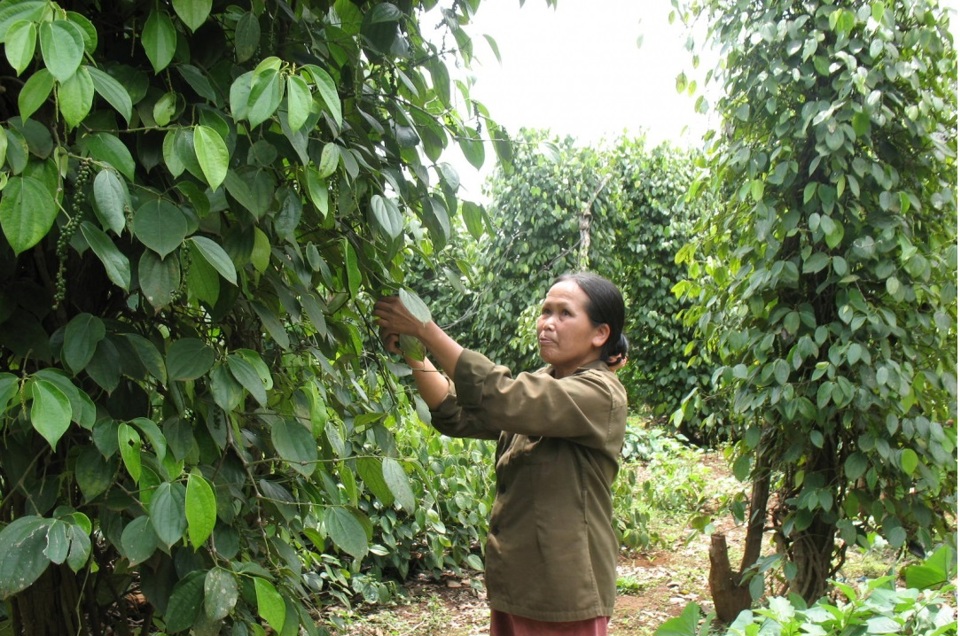 Giá tiêu hôm nay 3/8: bộ mặt trái ngược giá tiêu các nước Đông Nam Á - Ảnh 1