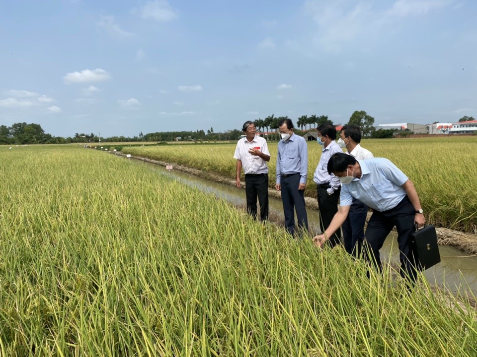 Tr&ocirc;̀ng lúa hữu cơ giúp n&ocirc;ng d&acirc;n ti&ecirc;́t giảm được 5 tri&ecirc;̣u đ&ocirc;̀ng/ha chi phí sản xu&acirc;́t. Ảnh Xu&acirc;n Lương