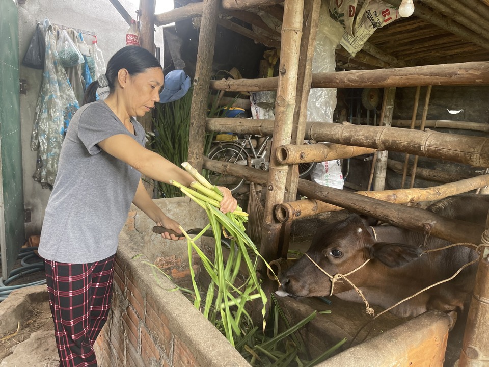 Từ &ldquo;Ng&acirc;n h&agrave;ng b&ograve; giống&rdquo;, gia đ&igrave;nh chi Nga cải thiện được kinh tế v&agrave; vươn l&ecirc;n tho&aacute;t ngh&egrave;o.