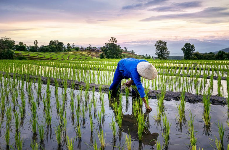 Gi&aacute; l&uacute;a gạo h&ocirc;m nay 5/8/2024: gi&aacute; gạo xuất khẩu neo ở mức thấp. Ảnh minh hoạ.&nbsp;