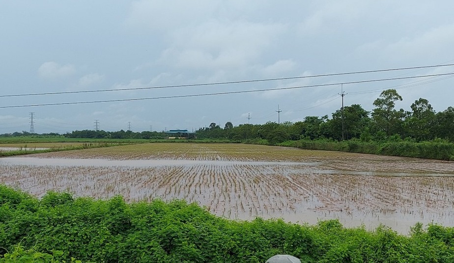 C&aacute;nh đồng l&uacute;a ở x&atilde; Quảng Bị, huyện Chương Mỹ bị thiệt hại to&agrave;n bộ sau cơn lũ cuối th&aacute;ng 7 đầu th&aacute;ng 8/2024.