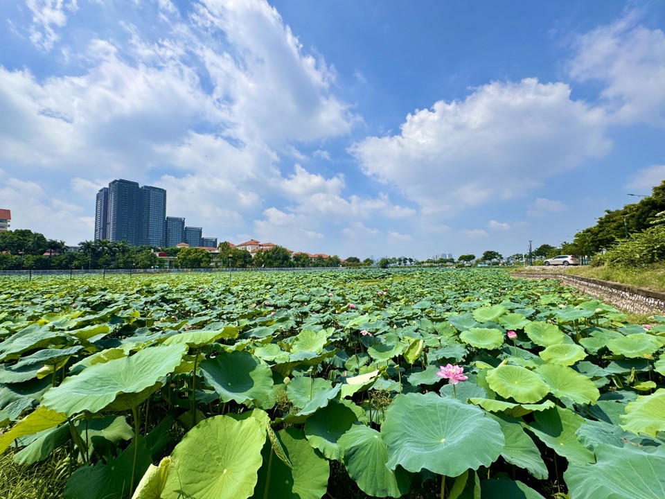 M&ocirc; h&igrave;nh sen B&aacute;ch Diệp hồ T&acirc;y, H&agrave; Nội.