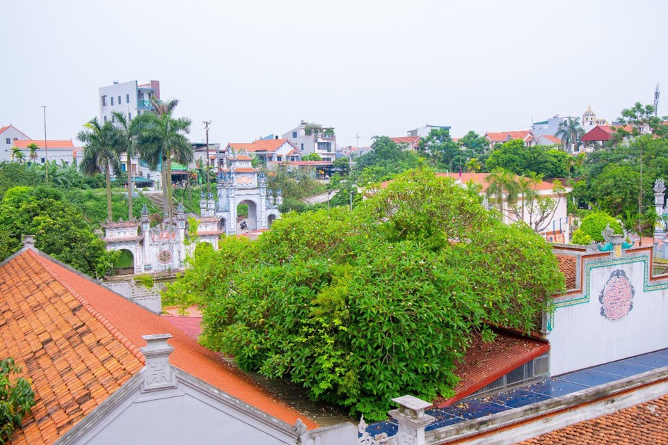 C&acirc;y c&oacute; hoa l&aacute; xum xu&ecirc;, tươi tốt, hoa c&oacute; m&agrave;u trắng, v&agrave;ng, m&ugrave;i thơm ng&aacute;t.