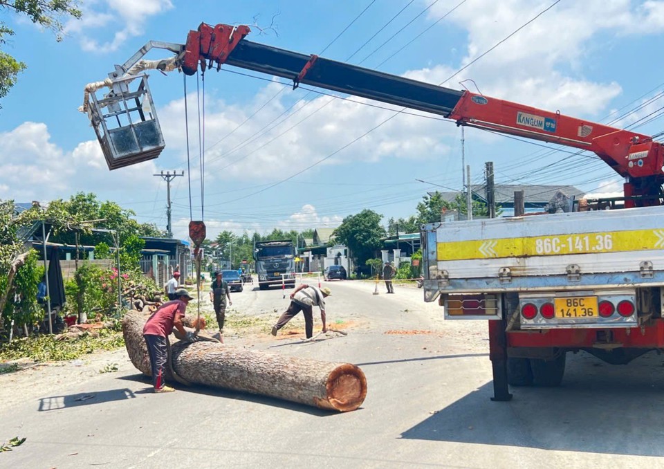 C&acirc;y dầu c&oacute; đường k&iacute;nh từ 60 đến 80 cm được đốn hạ.