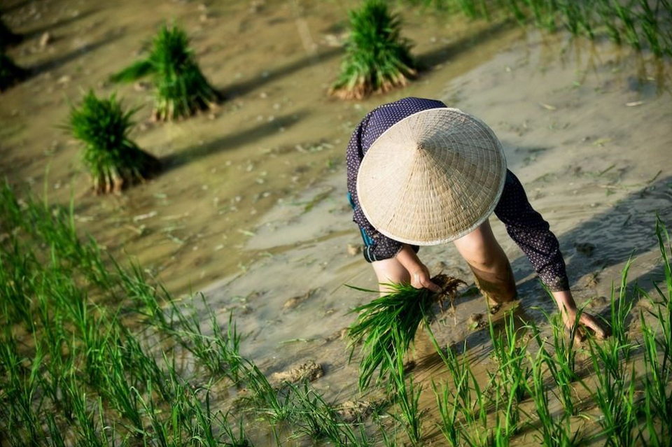 Giá lúa gạo hôm nay 7/8/2024: đồng loạt tăng nhẹ