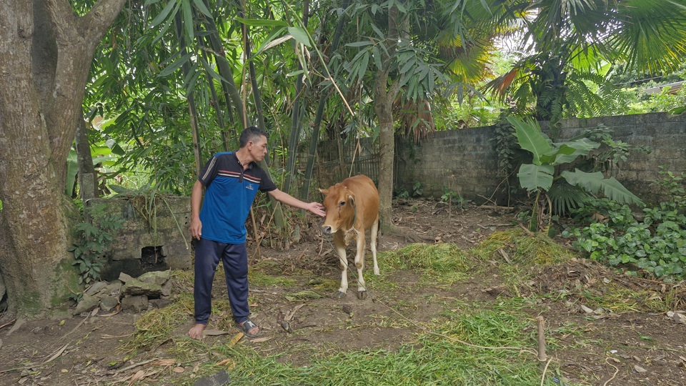 Việc cấp giống b&ecirc; vừa tạo th&ecirc;m c&ocirc;ng ăn việc l&agrave;m cho c&aacute;c hộ d&acirc;n, vừa gi&uacute;p họ c&oacute; th&ecirc;m "đ&ograve;n bẩy" để bước qua kh&oacute; khăn.&nbsp;