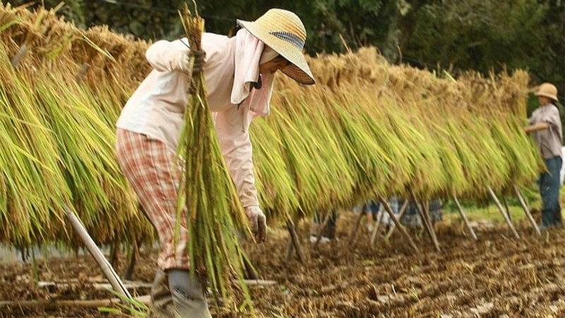 Giá lúa gạo hôm nay 9/8/2024: giá gạo tiếp đà tăng nhẹ. Ảnh minh họa.