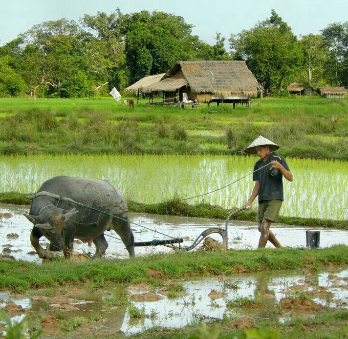 Giá lúa gạo hôm nay 10/8/2024: đồng loạt tăng nhẹ. Ảnh minh họa.