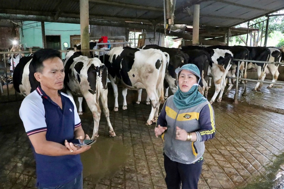 Người chăn nu&ocirc;i b&ograve; sữa tại tỉnh L&acirc;m Đồng lo lắng v&igrave; đ&agrave;n b&ograve; bị bệnh sau khi ti&ecirc;m vaccine vi&ecirc;m da nổi cục. Ảnh: Văn Long.