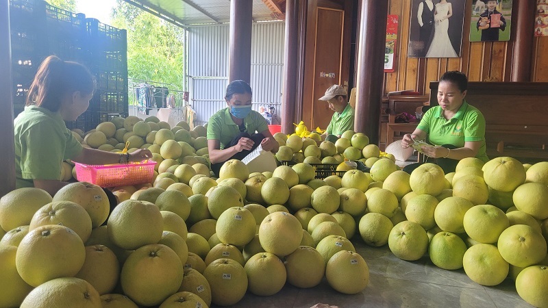 C&aacute;c cơ sở thu mua bưởi Ph&uacute;c Trạch ở H&agrave; Tĩnh tập trung đ&oacute;ng sản phẩm, cung ứng ra thị trường