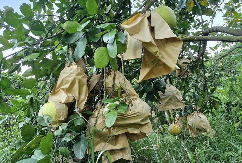 Qủa bưởi được bao bọc ph&ograve;ng ngừa s&acirc;u bệnh g&acirc;y hại, n&acirc;ng cao chất lượng sản phẩm