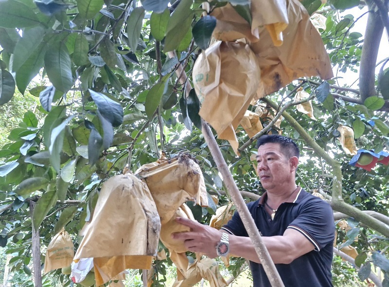 Qủa bưởi ph&aacute;t triển đồng đều, chất lượng thơm ngon, mang đến nhiều niềm vui cho người d&acirc;n