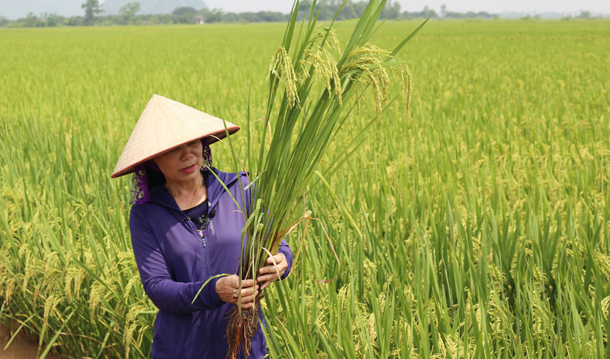 Canh tác lúa cải tiến, an toàn tại xã Hợp Tiến, huyện Mỹ Đức. Ảnh: Ngọc Ánh