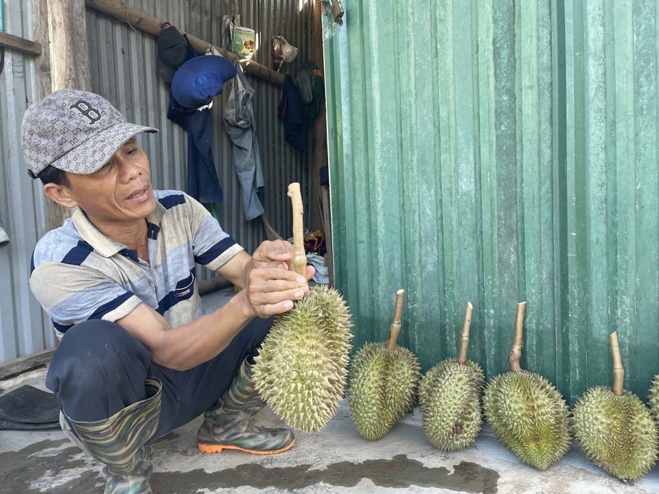 Anh Nguyễn Tấn Hạnh hướng dẫn c&aacute;ch nhận biết thời điểm sầu ri&ecirc;ng c&oacute; thể thu hoạch.