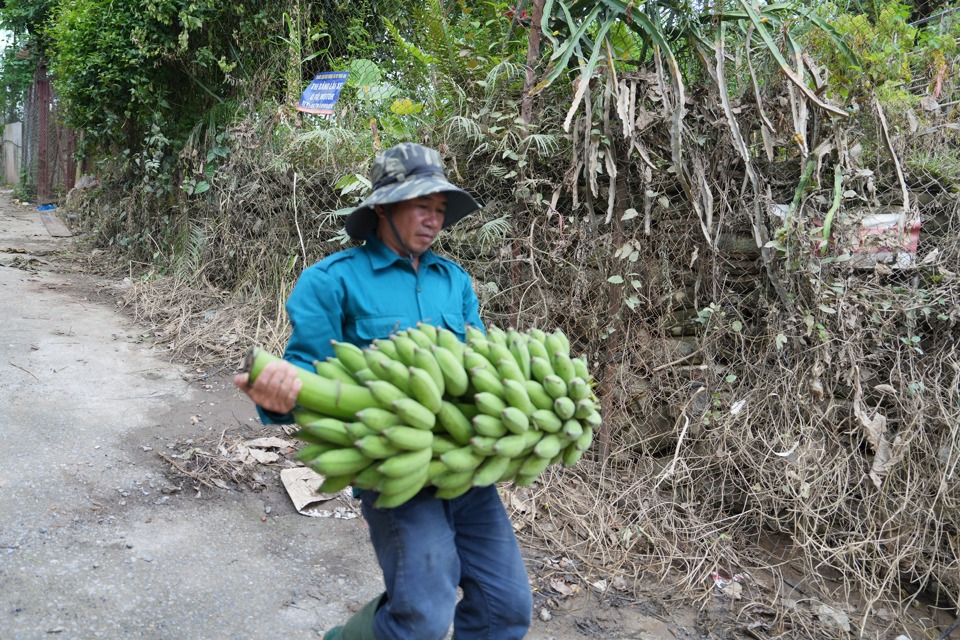 Hà Nội: Nông dân bãi giữa sông Hồng bơi thuyền chở nông sản đi tiêu thụ - Ảnh 3