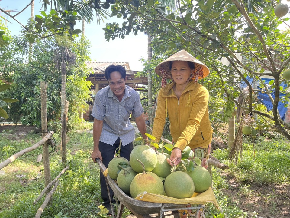 Gia đ&igrave;nh&nbsp;&ocirc;ng&nbsp;Nguyễn Tấn Việt thu hoạch bưởi da xanh VietGAP.