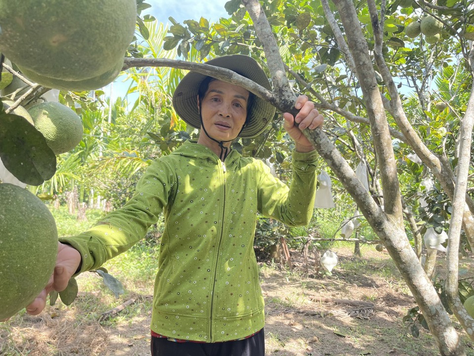 Vườn bưởi da xanh theo ti&ecirc;u chuẩn VietGAP của gia đ&igrave;nh b&agrave; B&ugrave;i Thị Thu cũng đang tới kỳ thu hoạch.