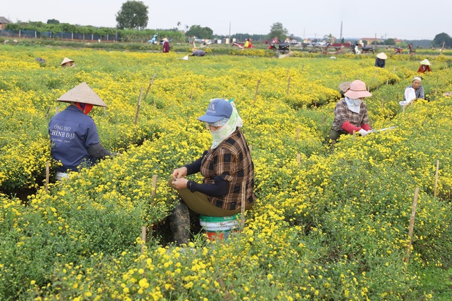 V&ugrave;ng trồng nguy&ecirc;n liệu của C&ocirc;ng ty&nbsp;CP Traphaco.