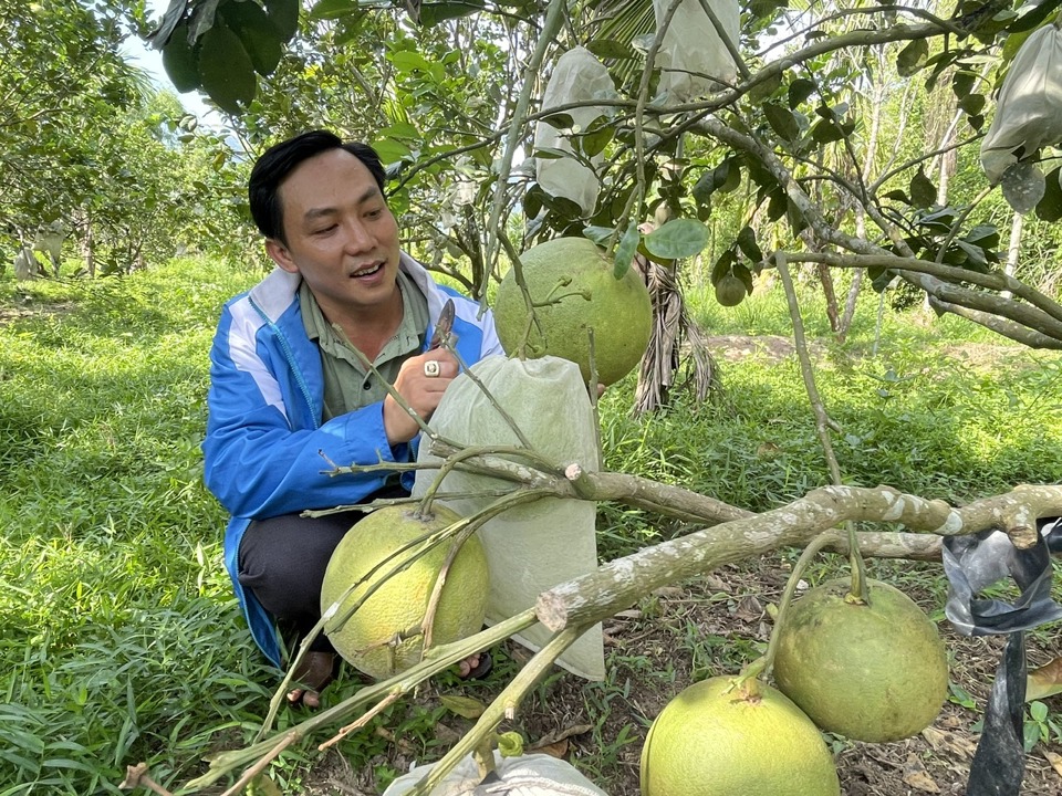 &Ocirc;ng Nguyễn Đức Hiền- c&aacute;n bộ trồng trọt của HTX N&ocirc;ng nghiệp x&atilde; H&agrave;nh Nh&acirc;n.