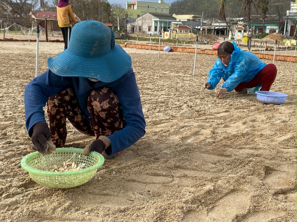 Đất n&ocirc;ng nghiệp ở L&yacute; Sơn chủ yếu trồng h&agrave;nh, tỏi.